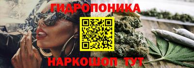 тгк Кингисепп